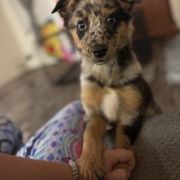 Ruth (Pink) - Blue merle female Australian Shepherd puppy in Sun City Center, Florida from Loyal Liberty Aussies