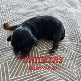 AKC SNICKERS - Black and tan male Cavalier King Charles Spaniel puppy in Joplin, Missouri, Missouri from HOL-A-DA CAVALIERS