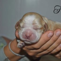 François - Buff male Cocker Spaniel puppy in Myerstown, Pennsylvania from The Cocker Cingdom