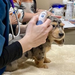Dachshund Puppies from Island Farms Mimi’s Dachshunds Florida