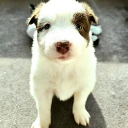 Wild Flower - White and red female Border Collie puppy in Cedar Springs, Michigan from Lyncroft Border Collies