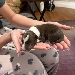 Red and wht boy 1 - White and red male Border Collie puppy in Jackson, New Jersey from NJ Bees BC