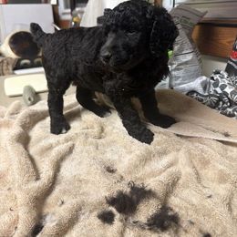 Galaxy - Blue female Poodle puppy in Piqua, Kansas from Legacy Farms Standard Poodles