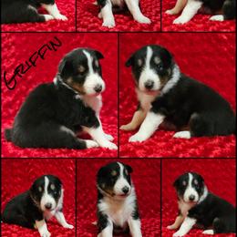 Shetland Sheepdog Puppies from Henotic Homestead's Shetland Sheepdogs