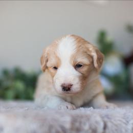 Violet - Cream female Aussiedoodle puppy in Tonopah, Arizona from Kae's Kennels