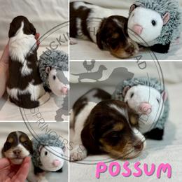 Possum - Piebald female Dachshund puppy in Fond Du Lac, Wisconsin from Clucking Homestead Springers & Dachshunds