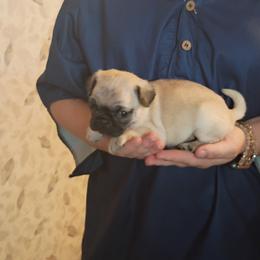 Boy 2 - Fawn male Pug puppy in Marshville, North Carolina from adorable pug puppies