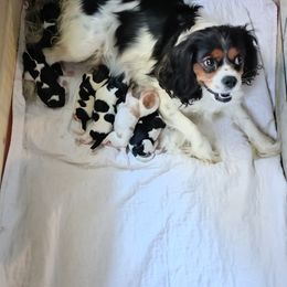 Cavalier King Charles Spaniel puppies from King Charles Cavalier Kennels