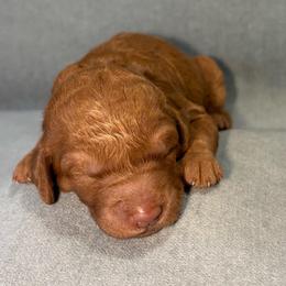 Cinnamon - Apricot female Goldendoodle puppy in Rochester, New York from Willowgreen Goldendoodles