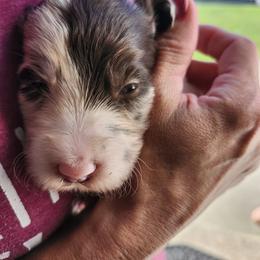 Pearl - Blue merle female Bordoodle puppy in New Oxford, Pennsylvania from The Weekend Farm