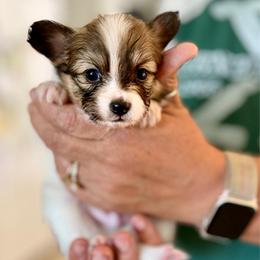 Harley - Red white and sable male Papillon puppy in Surprise, Arizona from Papillons in Arizona