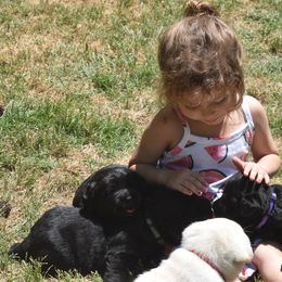 French Bulldog and Labrador Retriever Puppies from Gainesfield Labradors
