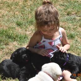 French Bulldog and Labrador Retriever Puppies from Gainesfield Labradors
