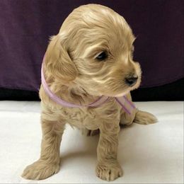 Australian Labradoodle Puppies from Hillcrest Doodles