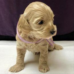 Australian Labradoodle Puppies from Hillcrest Doodles