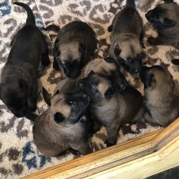 Belgian Malinois Puppies from John Redlinger