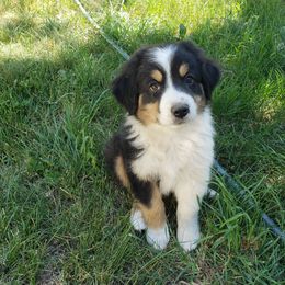 Australian Shepherd Puppies from Willie Great Aussies