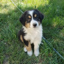 Australian Shepherd Puppies from Willie Great Aussies