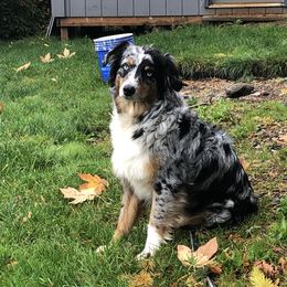 Rayah - Australian Shepherd