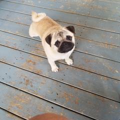 Pug All Grown Up from HOOPLA PUGS