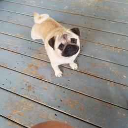 Pug All Grown Up from HOOPLA PUGS