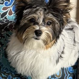 Perry - Parti male Yorkshire Terrier puppy in Lexington, North Carolina from Silver Valley Yorkies