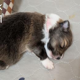 Pinky - Sable merle and white female Shetland Sheepdog puppy in Waynesville, Georgia from Hawks Acres Shelties