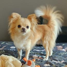 Rico - Chihuahua