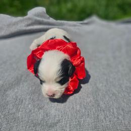 Liberty - Merle female Cavapoo puppy in Decatur, Illinois from Petite Pups