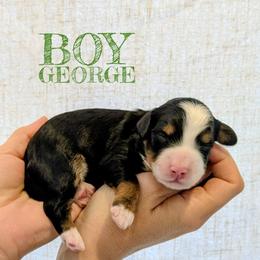 George - Tri-color male Bernedoodle puppy in Cambridge, Minnesota from Country Meadow Doodles
