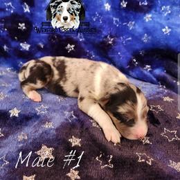 Boy 1 - male Australian Shepherd puppy in Harpers Ferry, Iowa from Wexford Creek Aussies, LLC