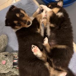 Collie Puppies from Covenant Collies