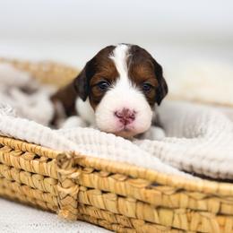 Lemonade - Sable female Bernedoodle puppy in New Harmony, Indiana from Cottonwood Farms