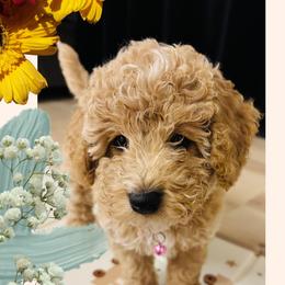 Cavapoo, Cockapoo, Goldendoodle, and Maltipoo Puppies from Perdue Puppies