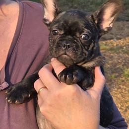 Lil Bit - Brindle female French Bulldog puppy in Summit, Mississippi from Impressive Bulldogs and French Bulldogs