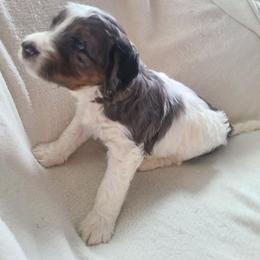 Cinnamon - Merle female Bernedoodle puppy in Brigham City, Utah from Prairie Rose Doodles