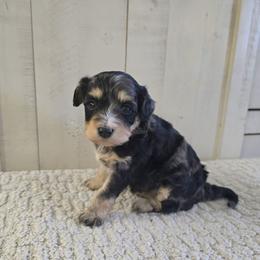 Nova - Merle female Cavapoo puppy in Floyd, Virginia from Hearts and Paws Poodles and Doodles