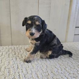 Nova - Merle female Cavapoo puppy in Floyd, Virginia from Hearts and Paws Poodles and Doodles
