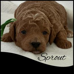 Sprout - Red  male Poodle puppy in Dayton, Texas from Wolfe Island Poodles