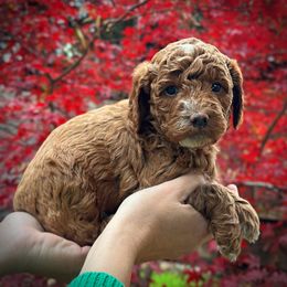 Orange Collar Boy - Red  male Poodle puppy in Modesto, California from Dry Creek Poodles