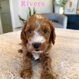 Rivers - Red  male Goldendoodle puppy in Glendale, Arizona from Follow Your Bliss Doodles