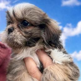Princess Mia - Chocolate and tan female Shih Tzu puppy in Chattanooga, Tennessee from Joy-Fur Puppies