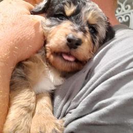 Aussiedoodles and Australian Shepherds from Miniature Angels Farm
