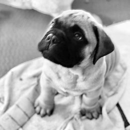 Bullmastiff Puppies from Amulet Bullmastiffs