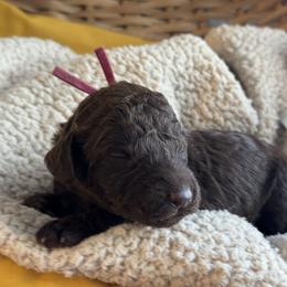 Pink - Chocolate female Goldendoodle puppy in Hesperia, Michigan from Red Acres Poodles & Doodles