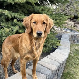 Amber - Golden Retriever