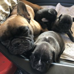 French Bulldogs from Baltic French Bulldogs