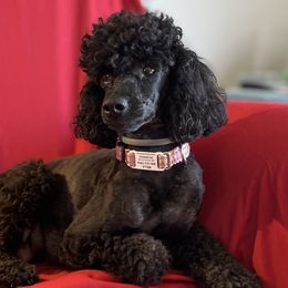 Bella - Poodle