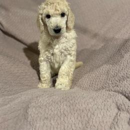 Girl 3 - Cream female Poodle puppy in Walpole, Massachusetts from Harborstone Poodles and Terriers