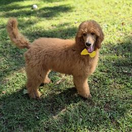 Yellow girl - Red  female Poodle puppy in Toms River, New Jersey from Bayview Poodles